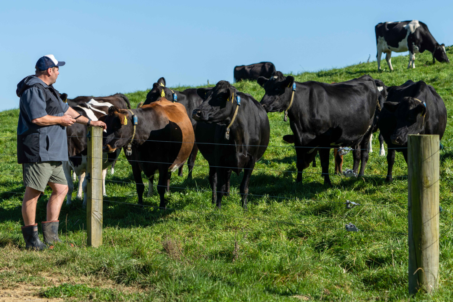 Jeef Peek Otorohonga